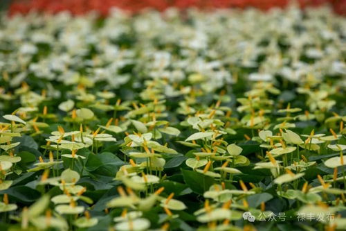 祿豐花卉產業協會換屆啟新程 云花標桿領跑全州，美麗經濟綻放芬芳